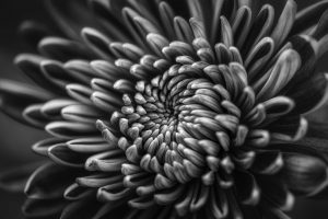 Black and white image of a protea.