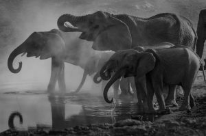 Black and white image of elephants at a watering hole.