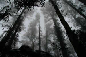 Black and white photo of a forest.