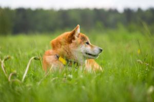 Shiba dog in a field